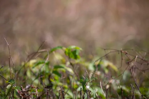 Fall Foliage Stock Photos