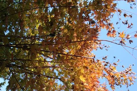 Fall Foliage Stock Photos