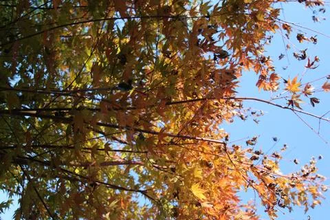 Fall Foliage Stock Photos