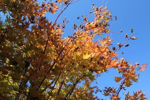 Fall Foliage Stock Photos