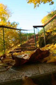 Fall foliage Stock Photos