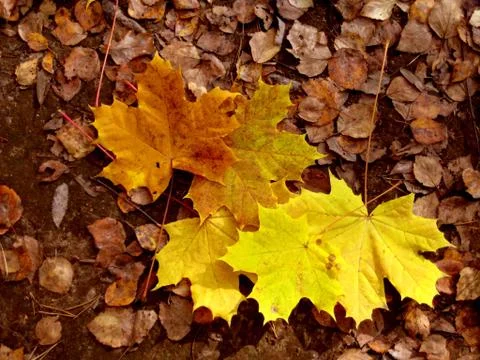 Fall foliage Stock Photos