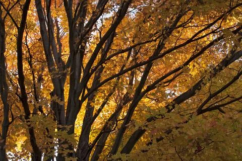 Fall Foliage Stock Photos
