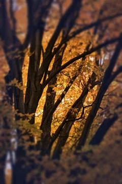 Fall Foliage Stock Photos
