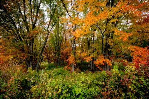 Fall foliage Stock Photos