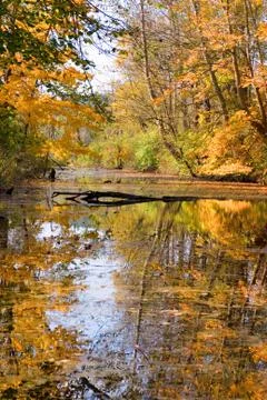 Fall foliage reflected in stream Stock Photos