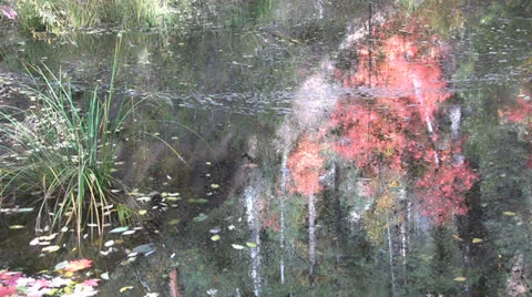 Fall Foliage Reflection Stock-Footage 26355522