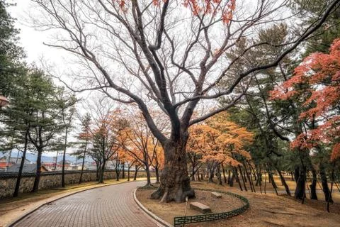 Fall foliage road Foto stock