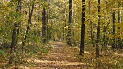 Fall Foliage Serenity: Warmth and Color Along Forest Pathways Stock Footage 260689921