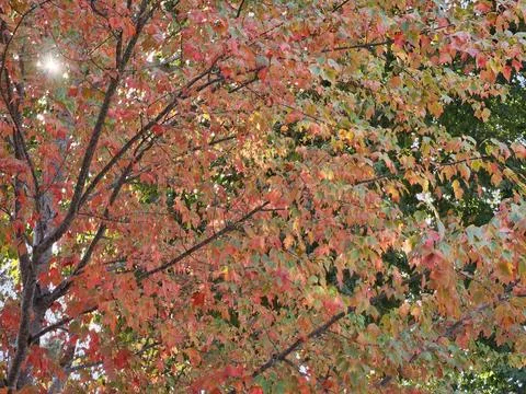 Fall foliage starting to be seen in the leaves of trees in Walnut Creek Stock Photos
