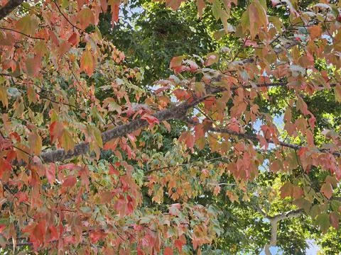Fall foliage starting to be seen in the leaves of trees in Walnut Creek Stock Photos