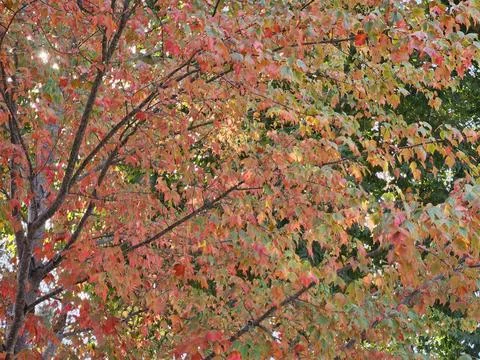 Fall foliage starting to be seen in the leaves of trees in Walnut Creek Stock Photos