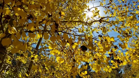 Fall foliage with sun peaking Stock Footage 100569123