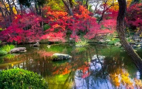 Fall Foliage in Texas Foto stock