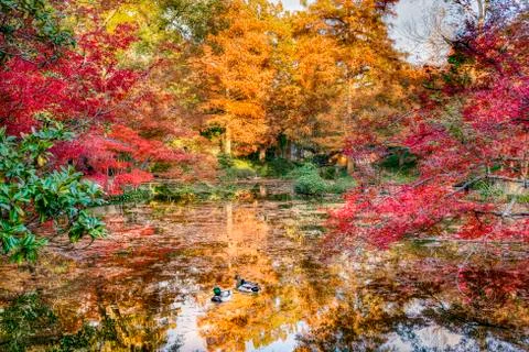 Fall Foliage in Texas Stock Photos