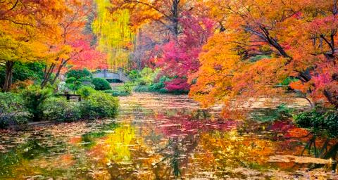 Fall Foliage in Texas Stock Photos