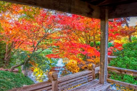Fall Foliage in Texas Stock Photos