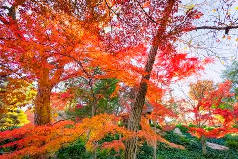 Fall Foliage in Texas Stock Photos