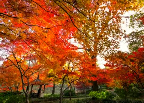Fall Foliage in Texas Stock Photos