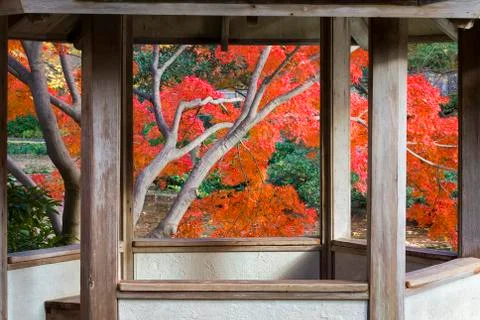 Fall Foliage in Texas Stock Photos