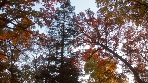 Fall Foliage, Trees, Golden Hour, Camera Panning, 4K Stock Footage 282818106