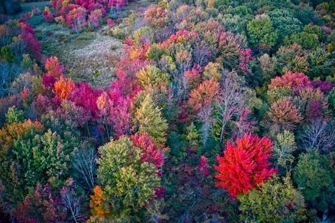 Fall foliage trees purple angle Stock Photos