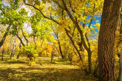 Fall foliage in Utah Stock Photos