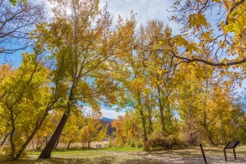 Fall foliage in Utah Stock Photos