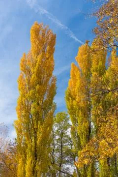 Fall foliage in Utah Stock Photos