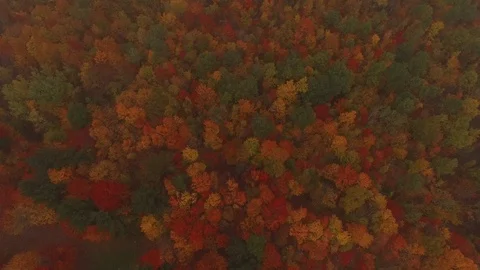 Fall Foliage, Vermont Mountainside on a cloudy day Stockbeeldmateriaal 107487544