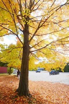 Fall foliage in vermont Stock Photos