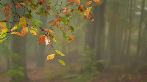 Fall foliage whisper Stock Footage 303689836