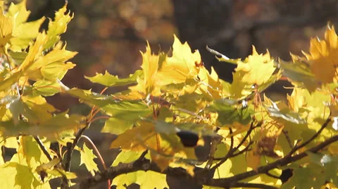Fall foliage yellow leaves Video stock 36899585