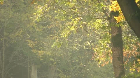 Fall Video stock 11968692