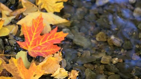 Fall Stock-Footage 12576782