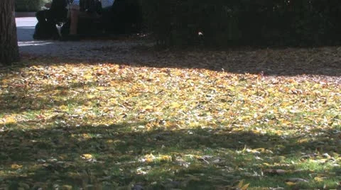 Fall Stock Footage 18399998