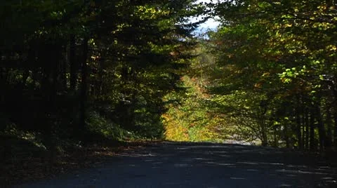 Fall Footage 02 - H264 Stock Footage 8853708
