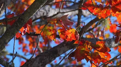 Fall Footage 03 - H264 Stock Footage 8853668