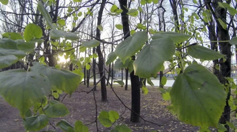 The fall 库存影片 32168955