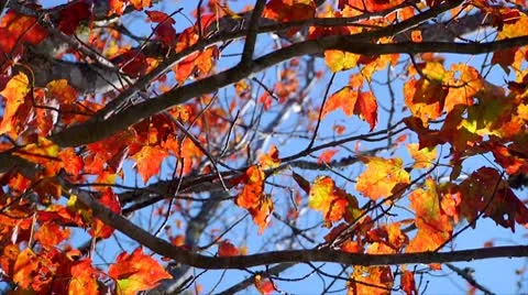 Fall Footage 04 - H264 Stock Footage 8853636
