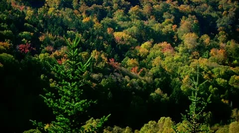 Fall Footage 06 - H264 Stock Footage 8853548