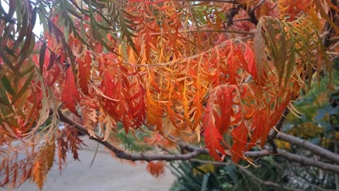 Fall Stock Footage 221002137