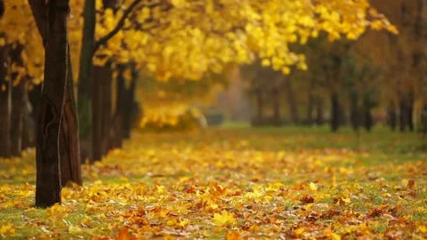 Fall Stock Footage 230613081