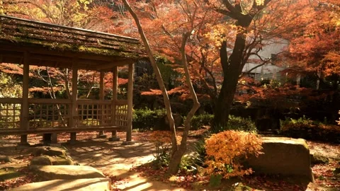 Fall Stock Footage 237235045