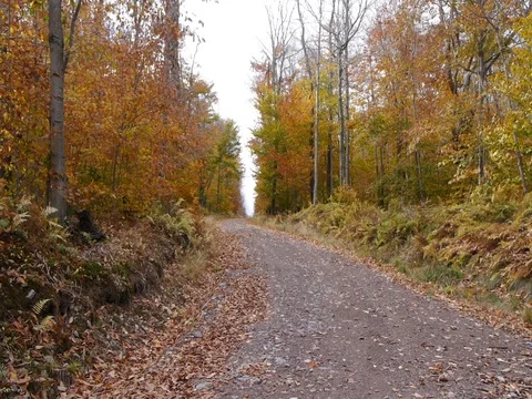 FALL FOOTAGE OF A DIRT ROAD Stock Footage 76161614