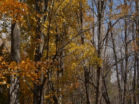 Fall Footage of Trees and Leaves Stock Footage 76161561