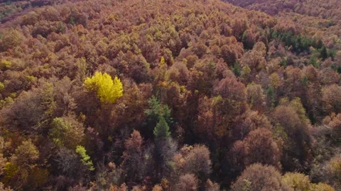 Fall forest 1 H.265 스톡 동영상 230300292