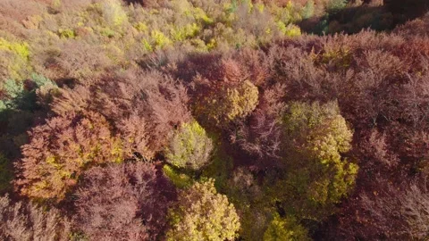 Fall forest 11 H.265 스톡 동영상 230300813