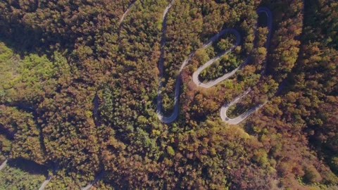 Fall forest 14 H.265 Stock Footage 230300887