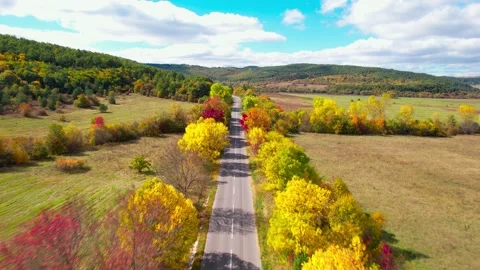 Fall forest 3 H.265 Stock Footage 230300306